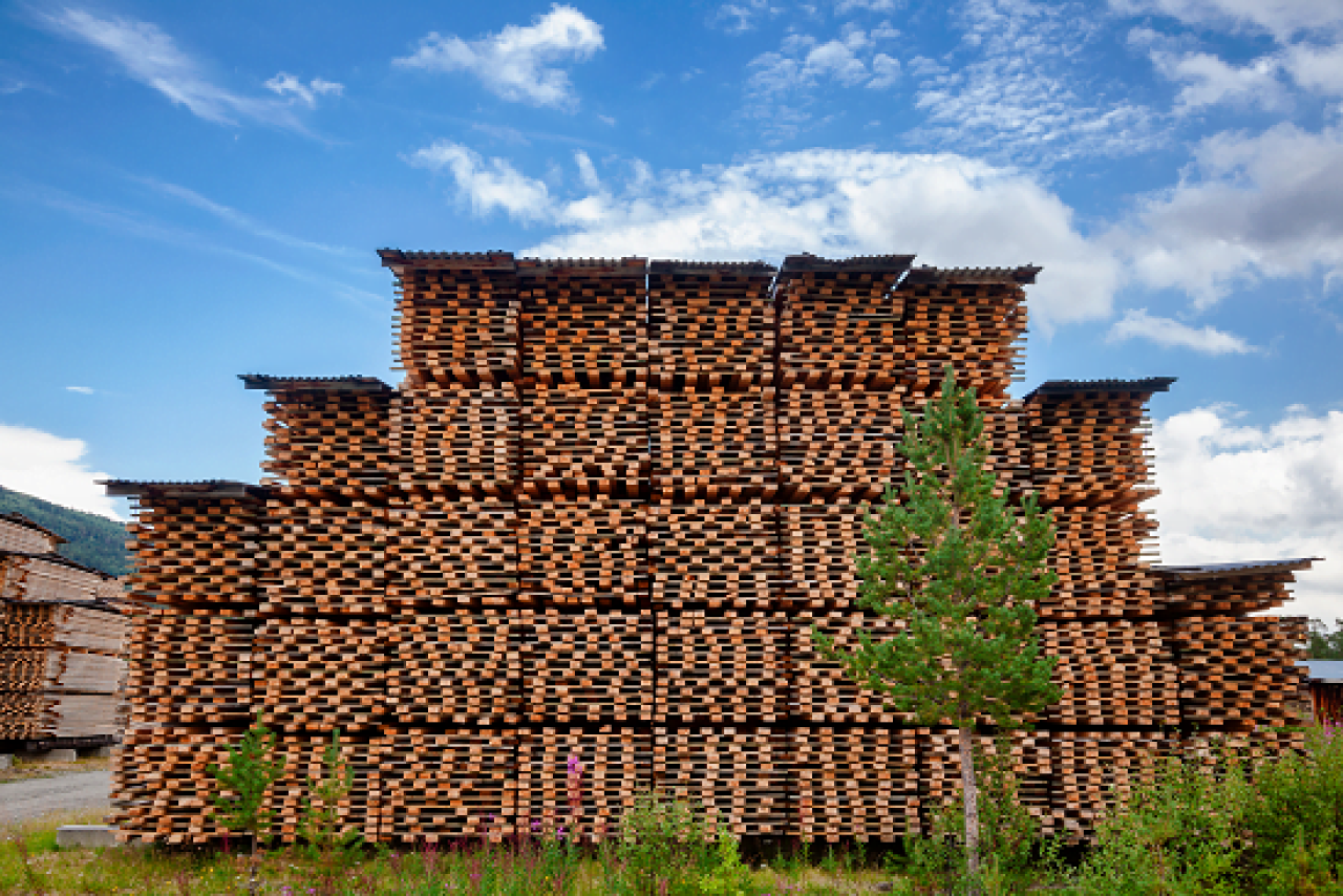 Stagionatura del legno