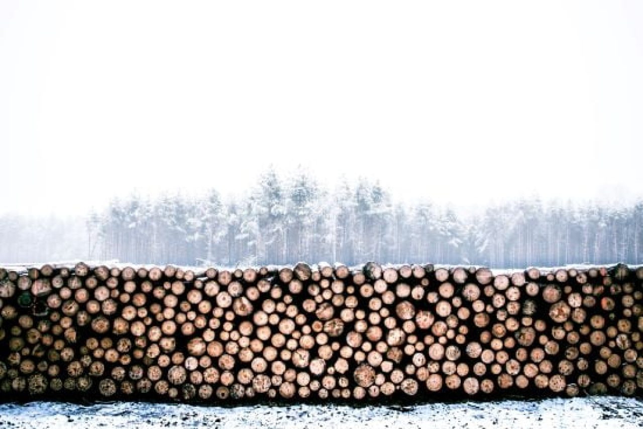 taglio del legno grezzo