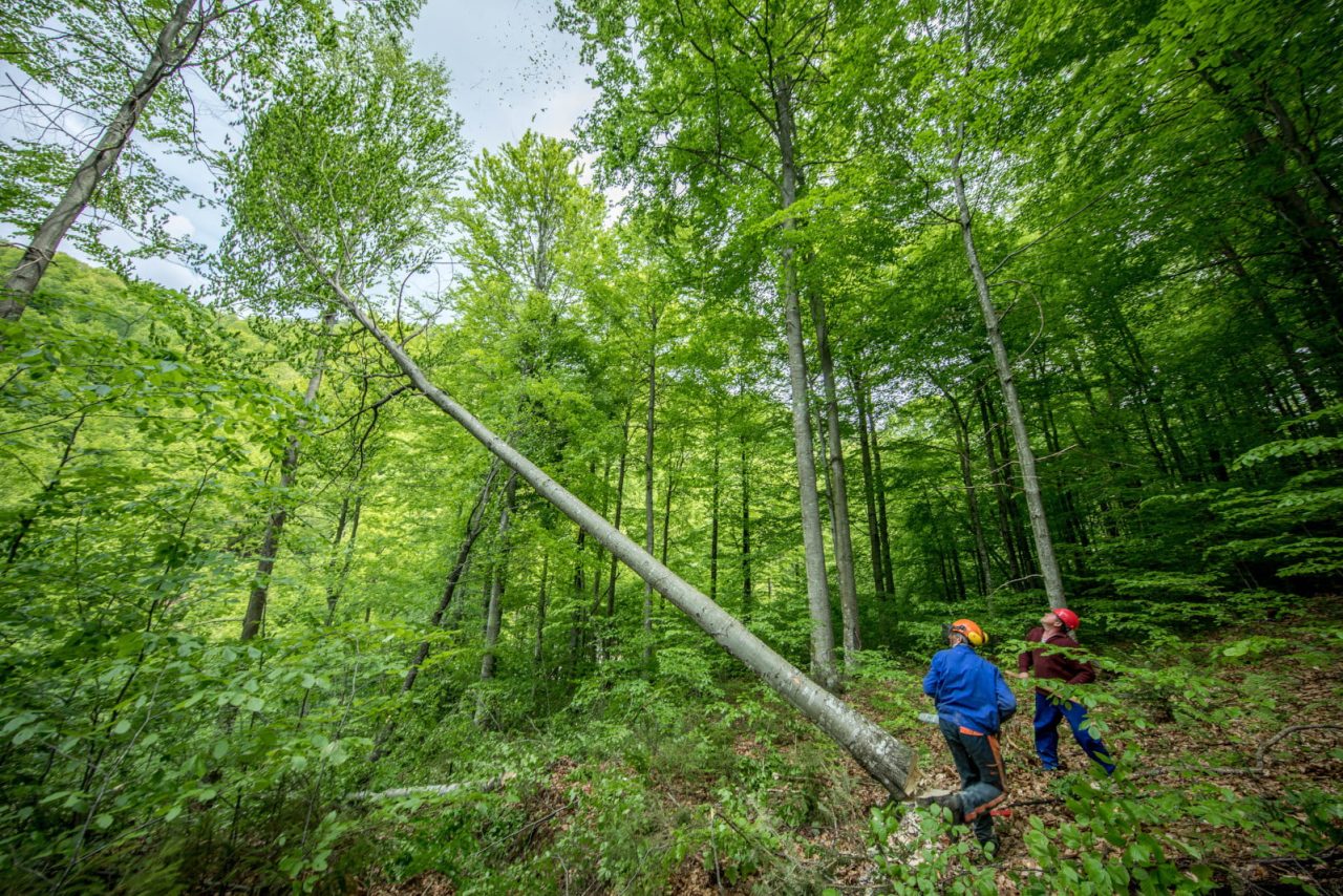 Workers from the Strîmbu-Băiuț Forest Management Unit harvesting FSC-certified beech trees. Maramures, Romania. 

WWF and IKEA Partnership Photo Stories with James Morgan of old growth and FSC working forest in Maramures, Romania.